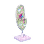 Paramecium Model